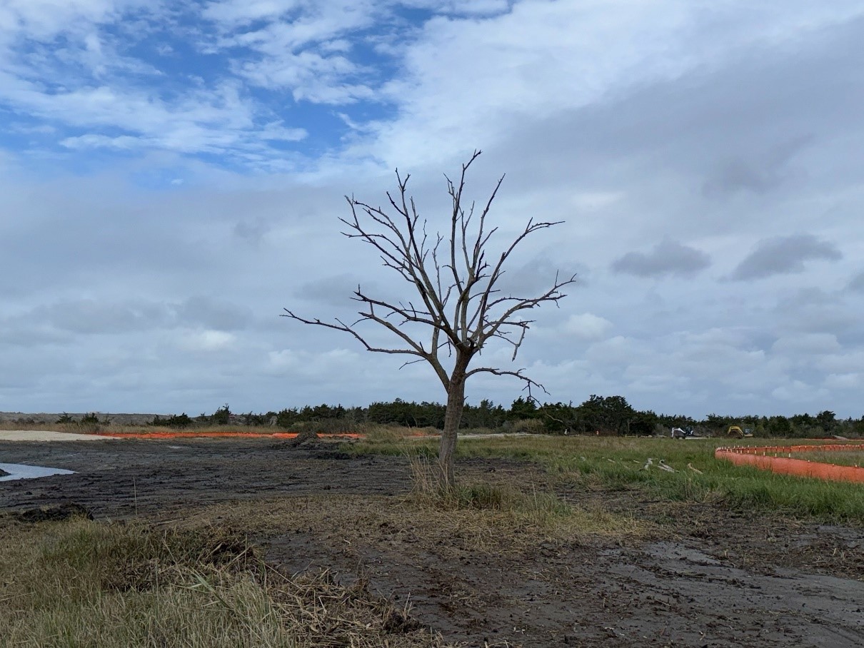 Grading of marsh interior around existing tree snag – October 2024
