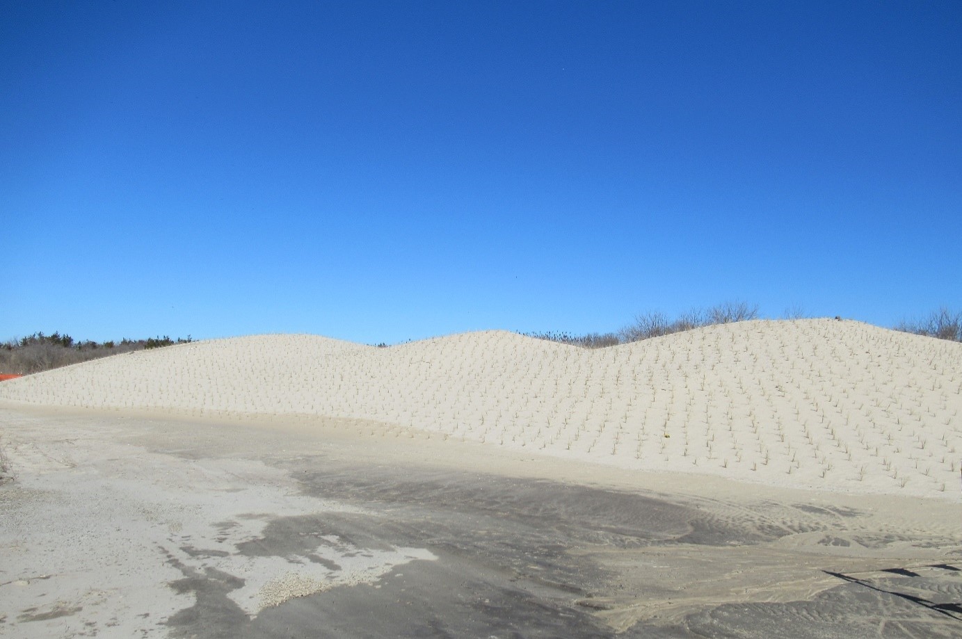 Planting of a constructed interior dune system with beachgrass plugs (Ammophilia breviligulata) – March 2025
