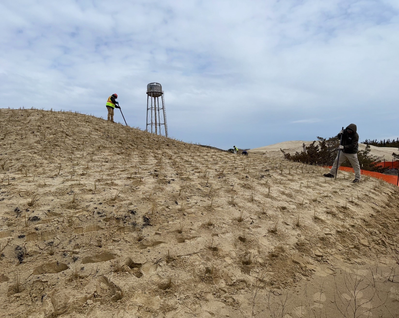 Planting of a newly constructed bayside dune with beachgrass plugs (Ammophilia breviligulata) – March 2025